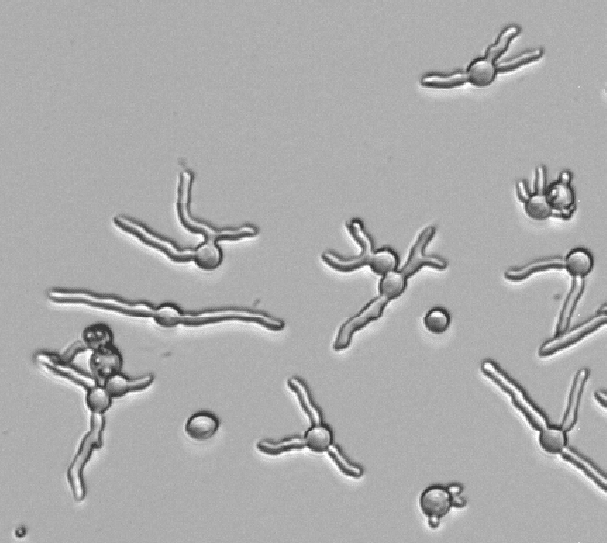 Antifungals