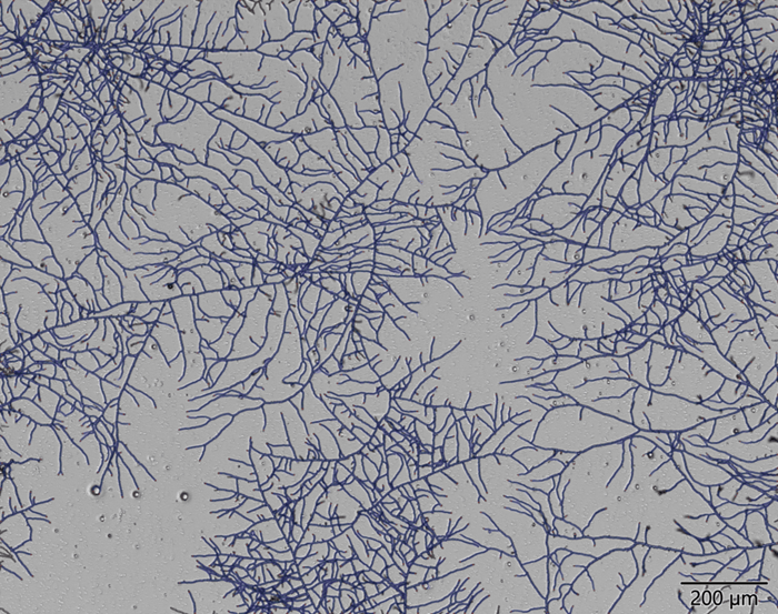Trichoderma-harzianum-DTU