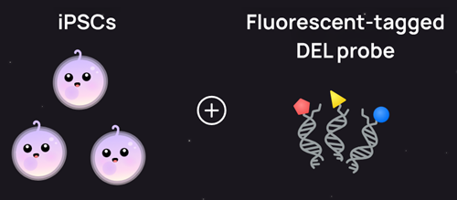 DELのiPS細胞への導入