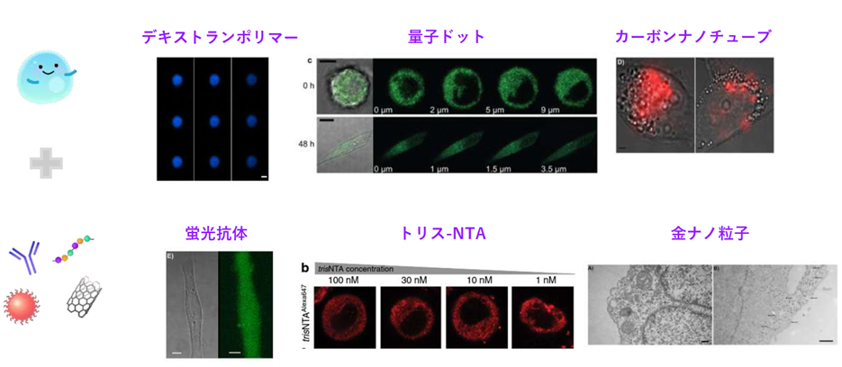 メカノポレーション