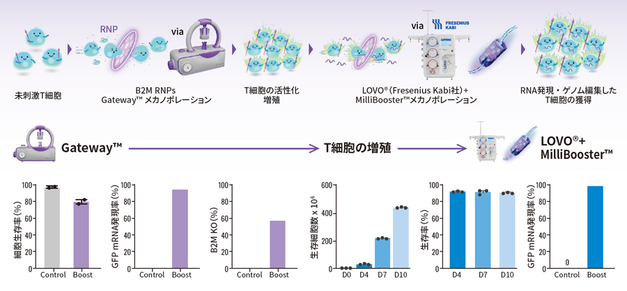 GatewayとMilliBoosterを使ったT細胞への導入