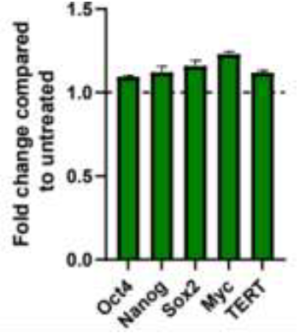 主要な幹細胞性（ステムネス）因子の維持